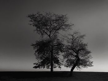 Tree by sea against clear sky