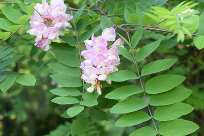 Close-up of pink flowers