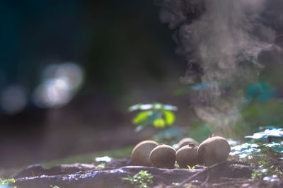 Close-up of smoke emitting from land
