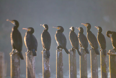 Cormorants or phalacrocoracidae bird on timber,living in nature .nature photography. zoology