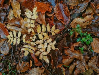 High angle view of maple leaves on street