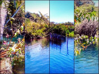 Reflection of trees in water