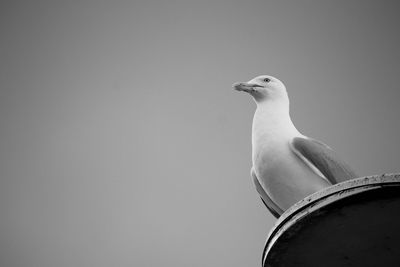 Low angle view of seagull perching on metal against clear sky