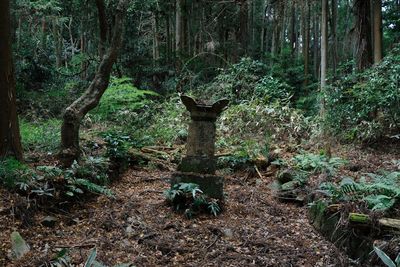 Trees in forest