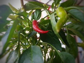 Close-up of red plant