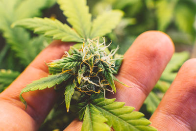 Close-up of hand holding medical cannabis