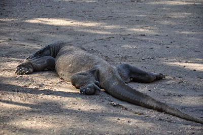 View of giraffe sleeping on beach