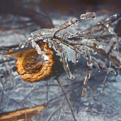 Close-up of dried frozen plant
