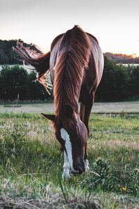 Horse grazing in a field