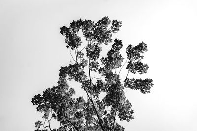 Low angle view of trees against clear sky