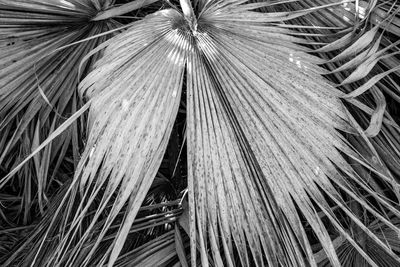 Full frame shot of palm tree