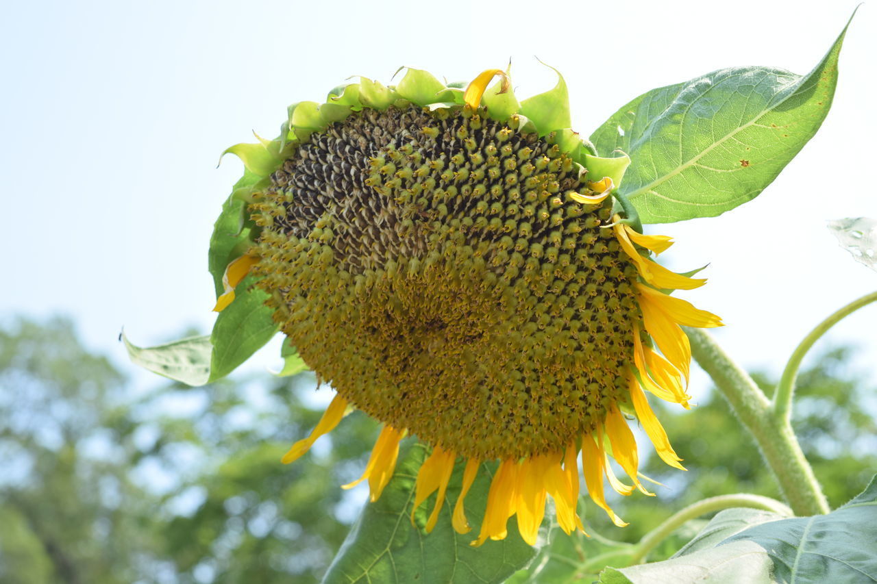 CLOSE-UP OF SUNFLOWER ON LEAF