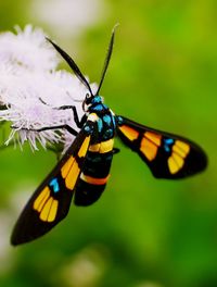 Close-up of butterfly pollinating on purple flower