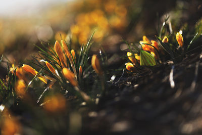 Close-up of flowers growing on field