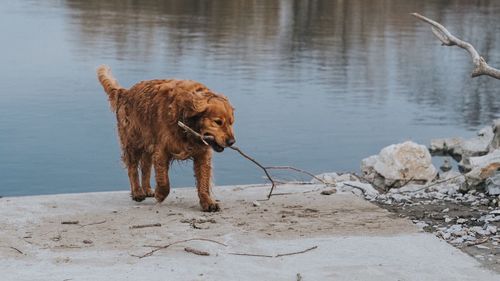 Dog on shore at beach