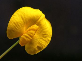 Close-up of yellow flower against black background