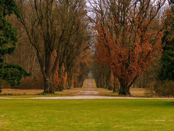 Trees in forest during autumn