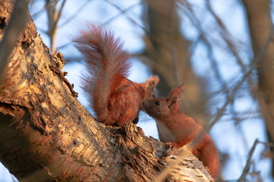 Low angle view of squirrel on tree trunk