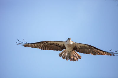 Osprey bird of prey pandion haliaetus flying across a blue sky over clam pass in naples, florida