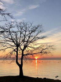 Silhouette bare tree against sky during sunset