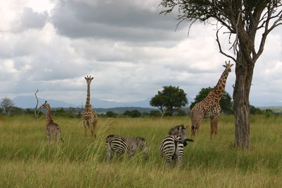 Zebras and giraffes on grassy field against cloudy sky