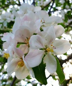 Close-up of apple blossoms in spring