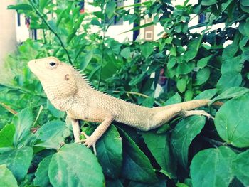 Close-up of a lizard