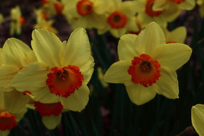 Close-up of yellow flowers blooming outdoors