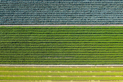 Full frame shot of agricultural field