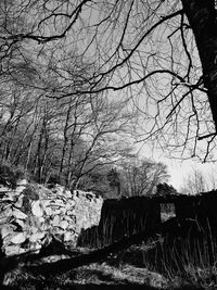 Close-up of silhouette tree against sky