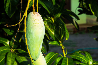 Close-up of fruit growing on plant