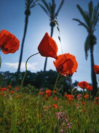 Close-up of red poppy flowers growing on field