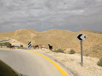 Street in the judean desert in palestine with goats