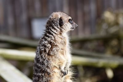 Close-up of an animal