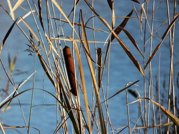 Close-up of dry plants against lake