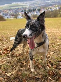 Dog running on field