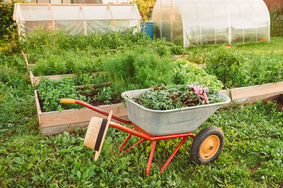 A vegetable garden with greenhouses, a wheelbarrow with grass and beds. tools for working