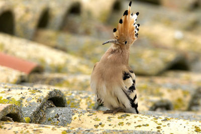 Close-up of a bird looking away