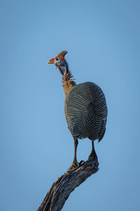 Helmeted guineafowl on dead branch turning head