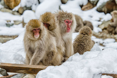 View of monkey sitting on snow