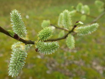 Close-up of green leaves