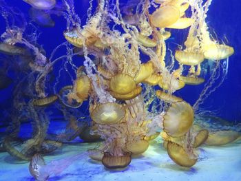 Close-up of jellyfish swimming in sea