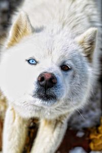 Close-up portrait of white dog