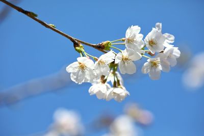 Low angle view of cherry blossoms against clear sky