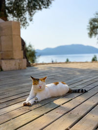 Sleepy cat lying in the long shadows of a turkish morning