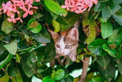 Portrait of cat on green plant