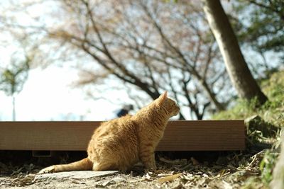 A cat living in hachimanyama at cherry blossom season