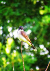 Close-up of bird perching on a branch