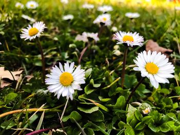 Close-up of daisies blooming outdoors