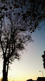 Low angle view of silhouette tree against sky during sunset